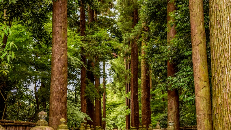 50代男性が急に神社巡りにハマる理由とは?心理・魅力・楽しみ方をやさしく解説