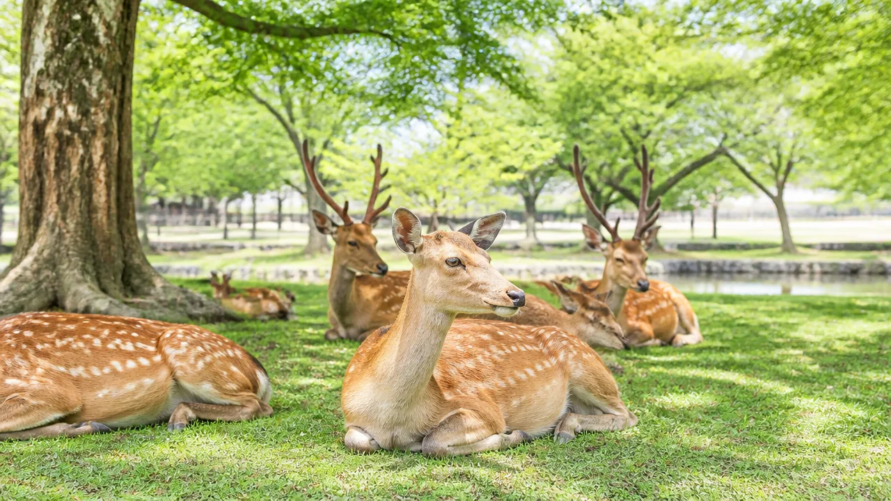 奈良の鹿はどこから来た？ルーツや奈良公園にいる理由を解説